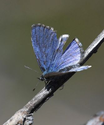 Asher's Blue: Celastrina asheri