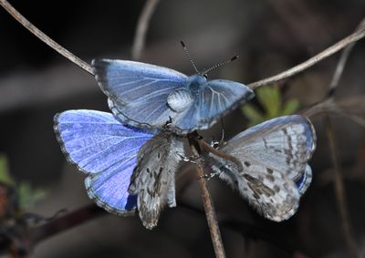 Asher's Blue: Celastrina asheri