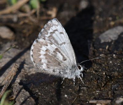 Asher's Blue: Celastrina asheri