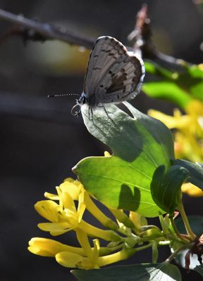 Asher's Blue: Celastrina asheri