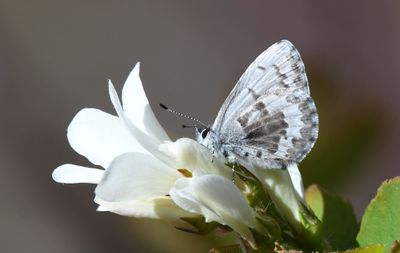 Asher's Blue: Celastrina asheri