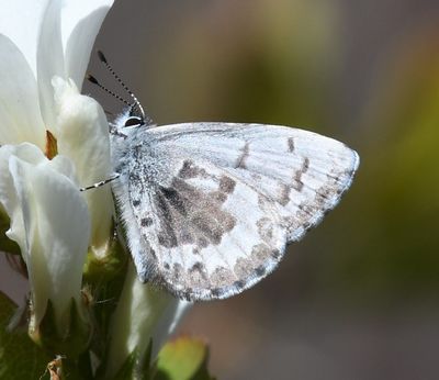 Ashers Blue: Celastrina asheri