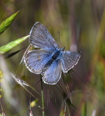 Boisduval's Blue: Icaricia icarioides