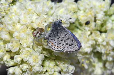 Spiders and Columbia Blue: Euphilotes columbiae