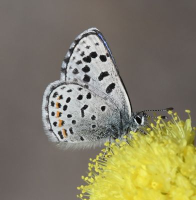 Columbia Dotted Blue: Euphilotes columbiae