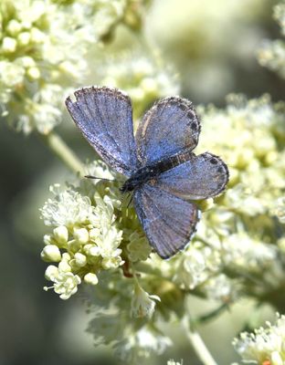 Columbia Blue: Euphilotes columbiae