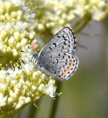 Columbia Blue: Euphilotes columbiae