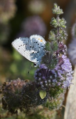 Eastern Tailed Blue: Cupido comyntas