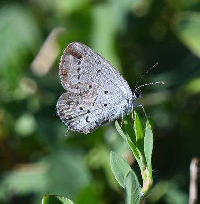 Eastern Tailed Blue: Cupido comyntas