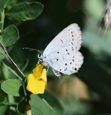 Eastern Tailed Blue: Cupido comyntas