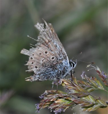 Greenish Blue: Icaricia saepiolus