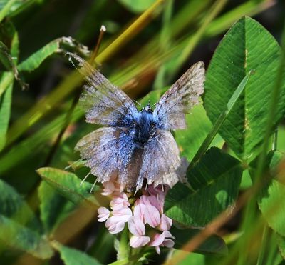 Greenish Blue: Icaricia saepiolus