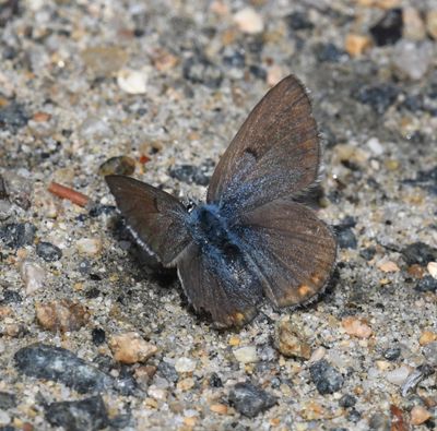 Greenish Blue: Icaricia saepiolus