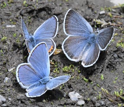 Anna's, Lupine and Boisduval's Blue