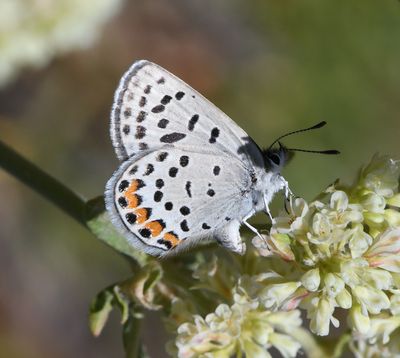 Lupine Blue: Icaricia lupini