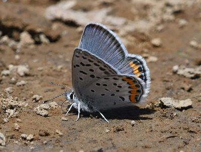 Lupine Blue: Icaricia lupini