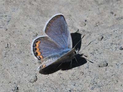 Lupine Blue: Icaricia lupini