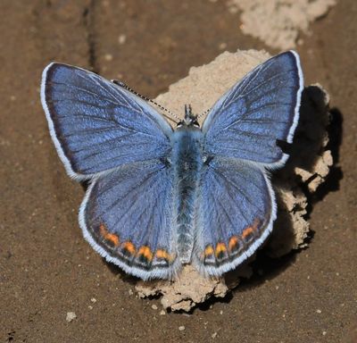 Lupine Blue: Icaricia lupini