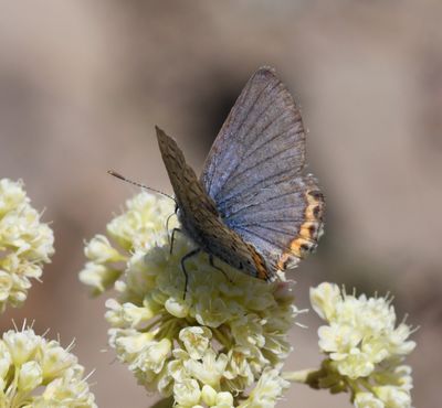 Lupine Blue: Icaricia lupini