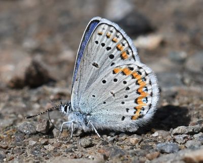 Melissa's Blue: Plebejus melissa