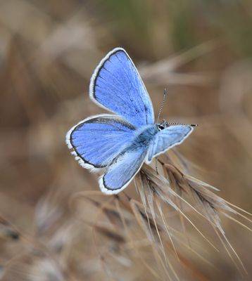 Melissa's Blue: Plebejus melissa