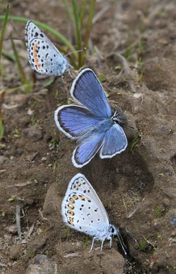 Northern Blue: Plebejus idas