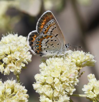 Northern Blue: Plebejus idas