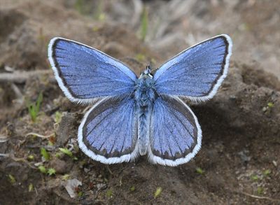 Northern Blue: Plebejus idas