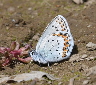 Northern Blue: Plebejus idas