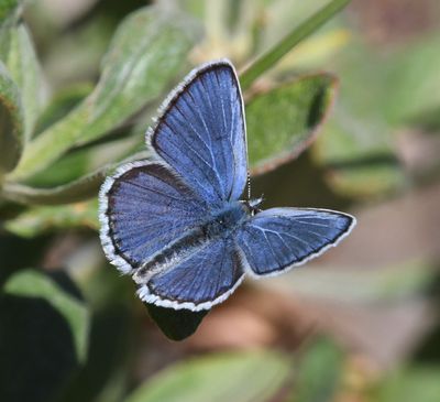 Northern Blue: Plebejus idas