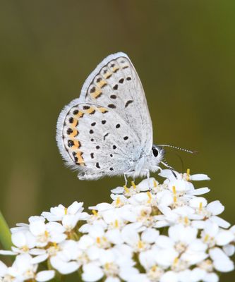 Northern Blue: Plebejus idas