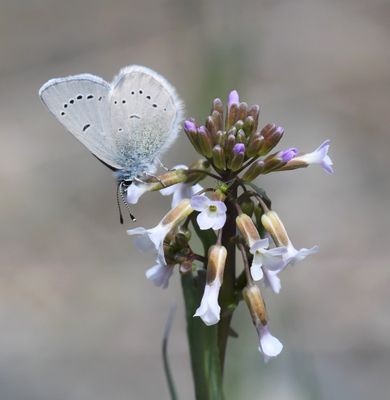 Silvery Blue: Glaucopsyche lygdamus