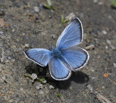 Silvery Blue: Glaucopsyche lygdamus