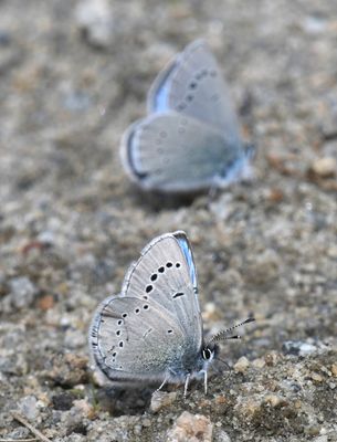 Silvery Blue: Glaucopsyche lygdamus