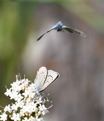 Silvery Blue: Glaucopsyche lygdamus