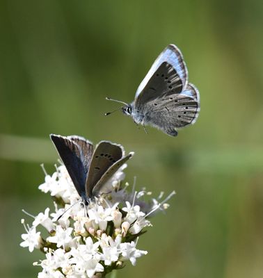 Silvery Blue: Glaucopsyche lygdamus