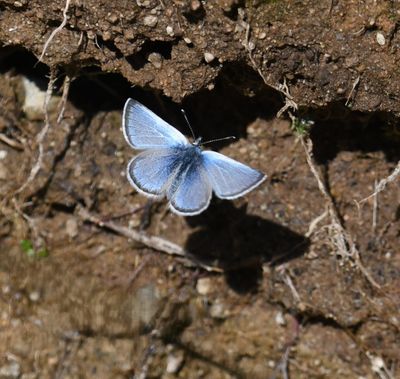 Silvery Blue: Glaucopsyche lygdamus
