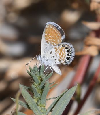 Western Pygmy Blue: Brephidium exilis