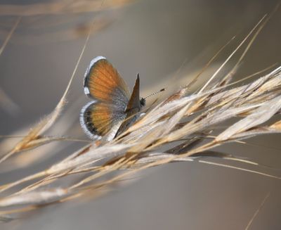 Western Pygmy Blue: Brephidium exilis