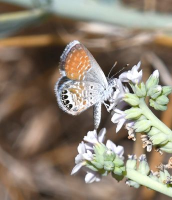 Western Pygmy Blue: Brephidium exilis