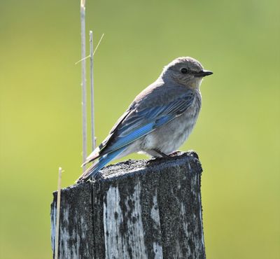 Mountain Bluebird