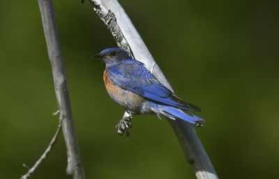 Bluebird, Western
