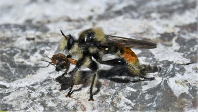 Bees and Wasps