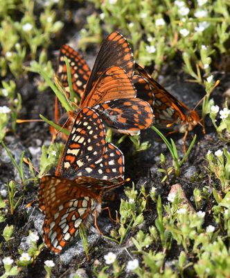 Anicia Checkerspot: Euphydryas anicia