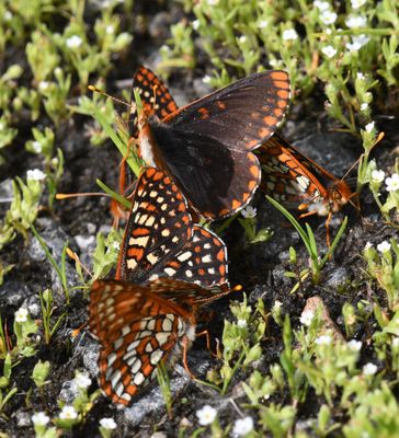 Anicia Checkerspot: Euphydryas anicia