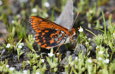 Anicia Checkerspot: Euphydryas anicia