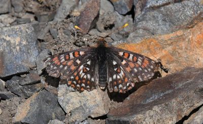 Anicia Checkerspot: Euphydryas anicia and Ant