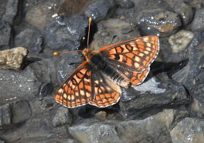 Anicia Checkerspot: Euphydryas anicia