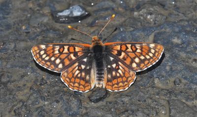 Anicia Checkerspot: Euphydryas anicia