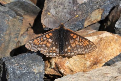 Anicia Checkerspot: Euphydryas anicia